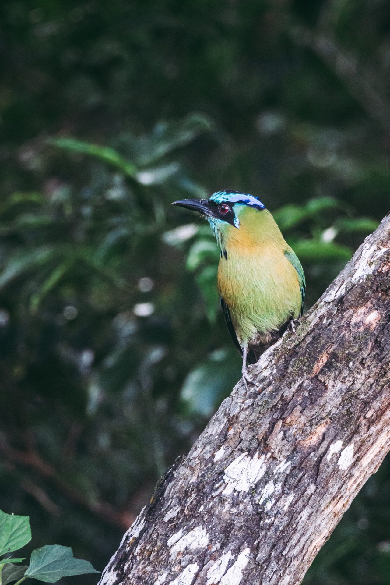 Costa Rica Monteverde rainforest bird 05093