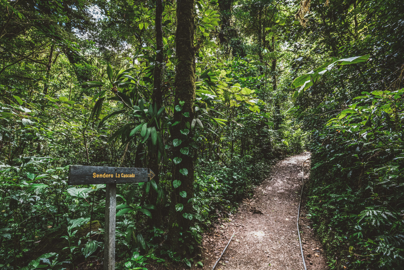 Costa Rica Monteverde trail 05136
