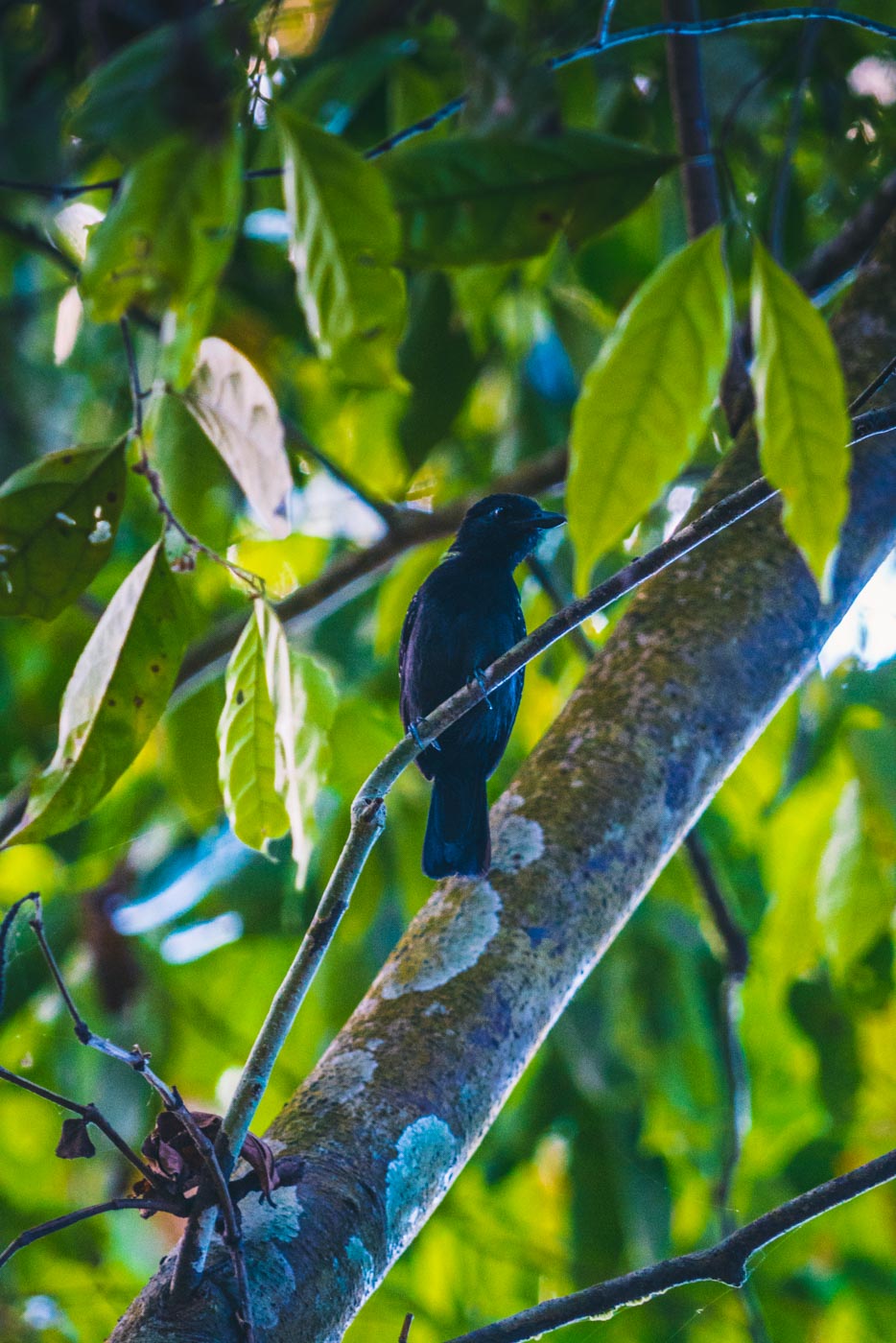 More birds spotted in Corcovado