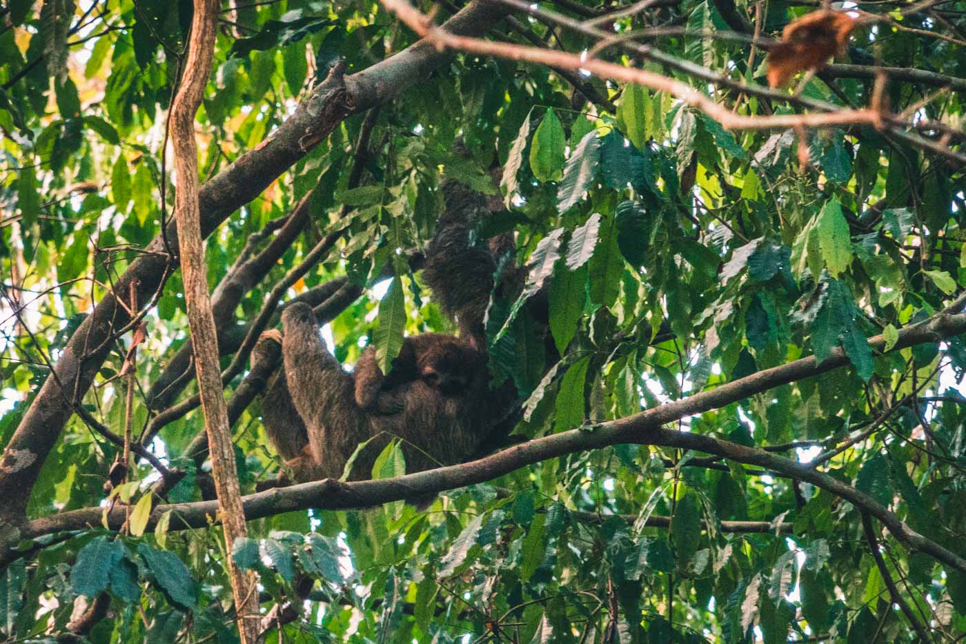 Baby sloth and mama sloth hanging on a tree in Corcovado National Park