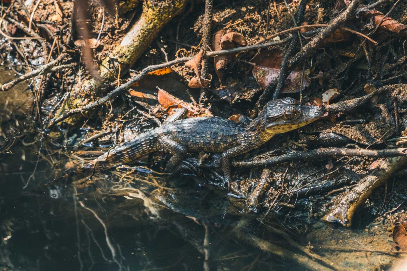 animals in Costa Rica, crocodile