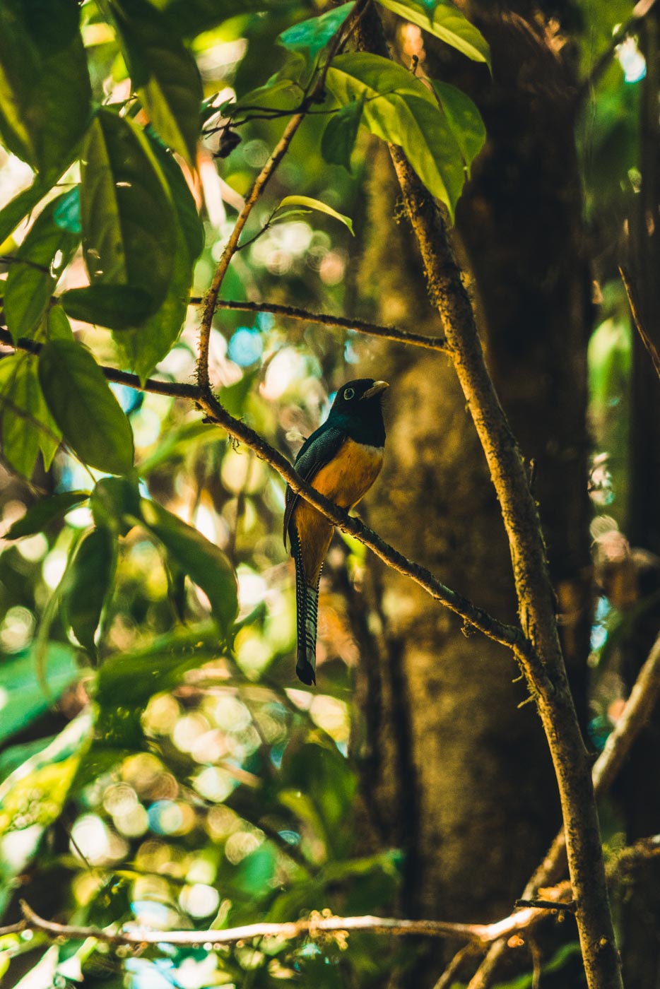 Guide to costa rica national parks - Corcovado National Park, Osa Peninsula