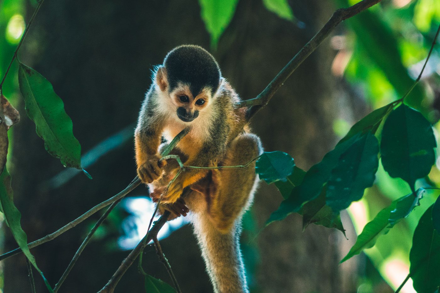 things to do in santa teresa costa rica: Squirrel monkey in Corcovado National Park
