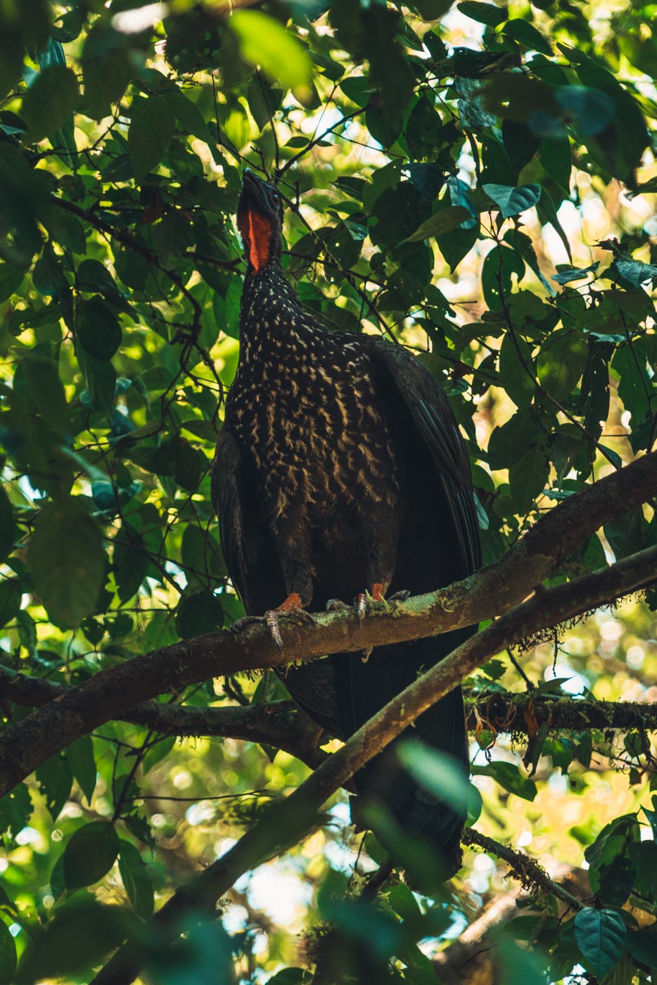 Birds of Corcovado