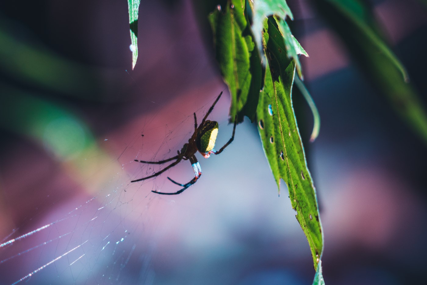 Spider spotted in Corcovado National Park