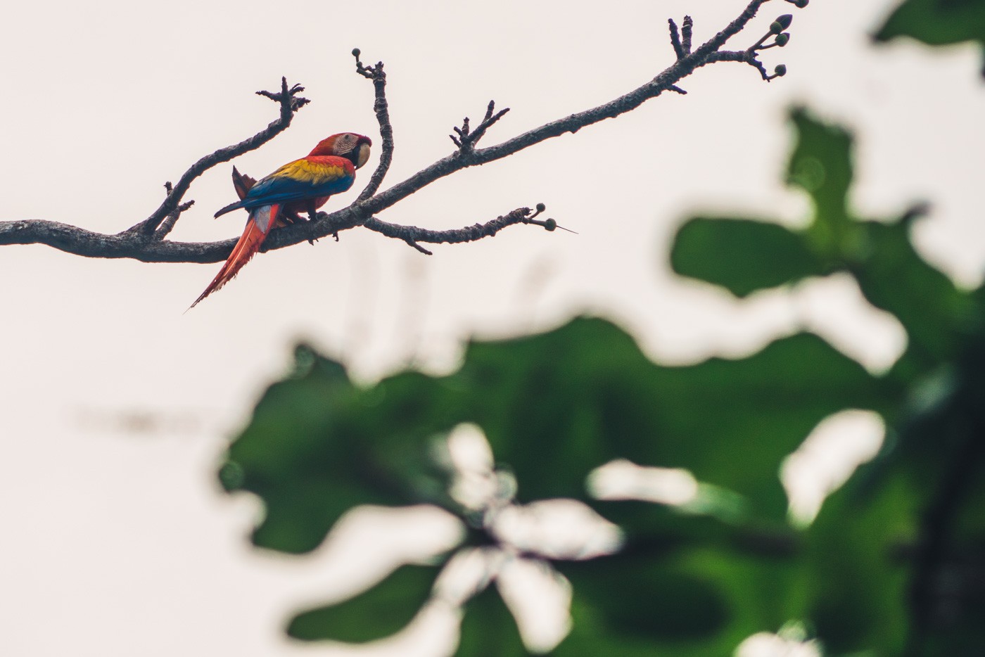 Puerto Jimenez Costa Rica: Visit Corcovado National Park