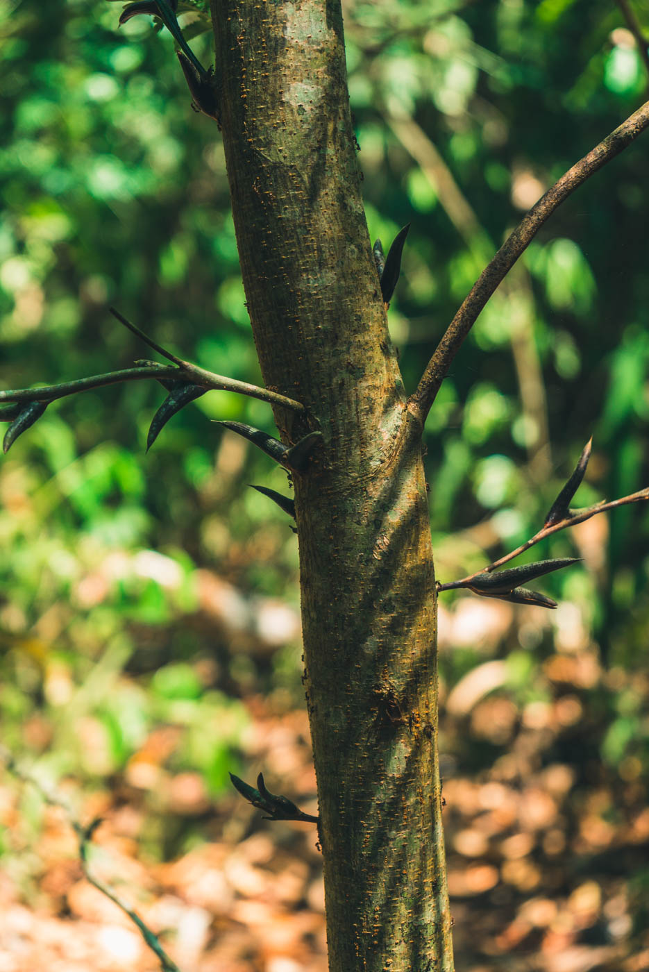 Corcovado National Park