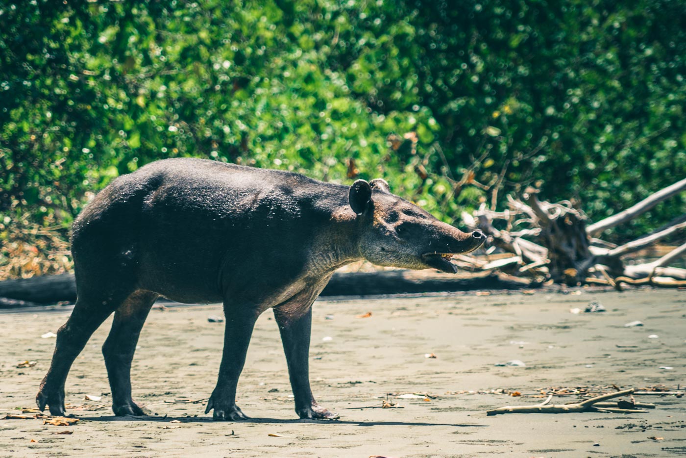 Tapir spotted at Corcovado National Park