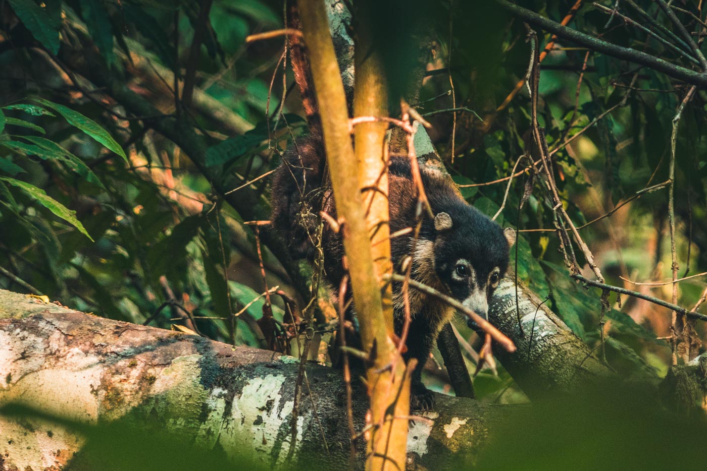 Pizote aka Coati on a tree in Corcovado National Park