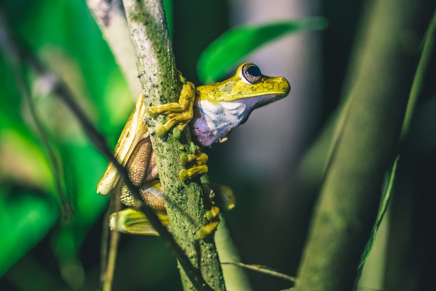 Puerto Jimenez Costa Rica: Frogs inside Corcovado Park