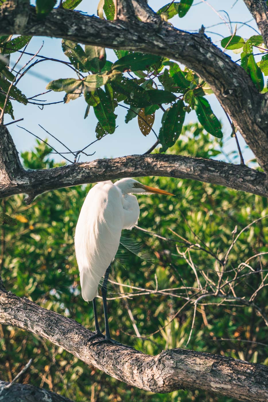 Puerto Jimenez Costa Rica: birdwatching