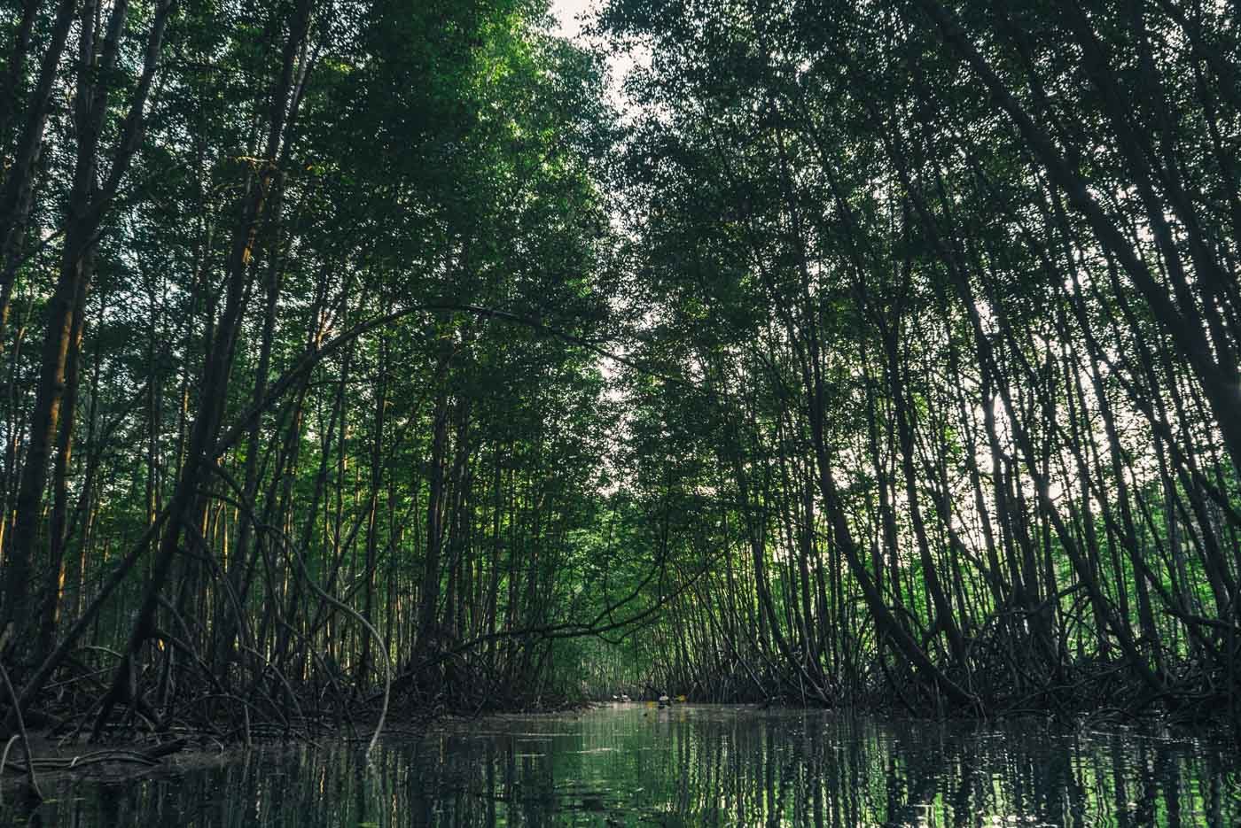 Mangroves in Osa Peninsula