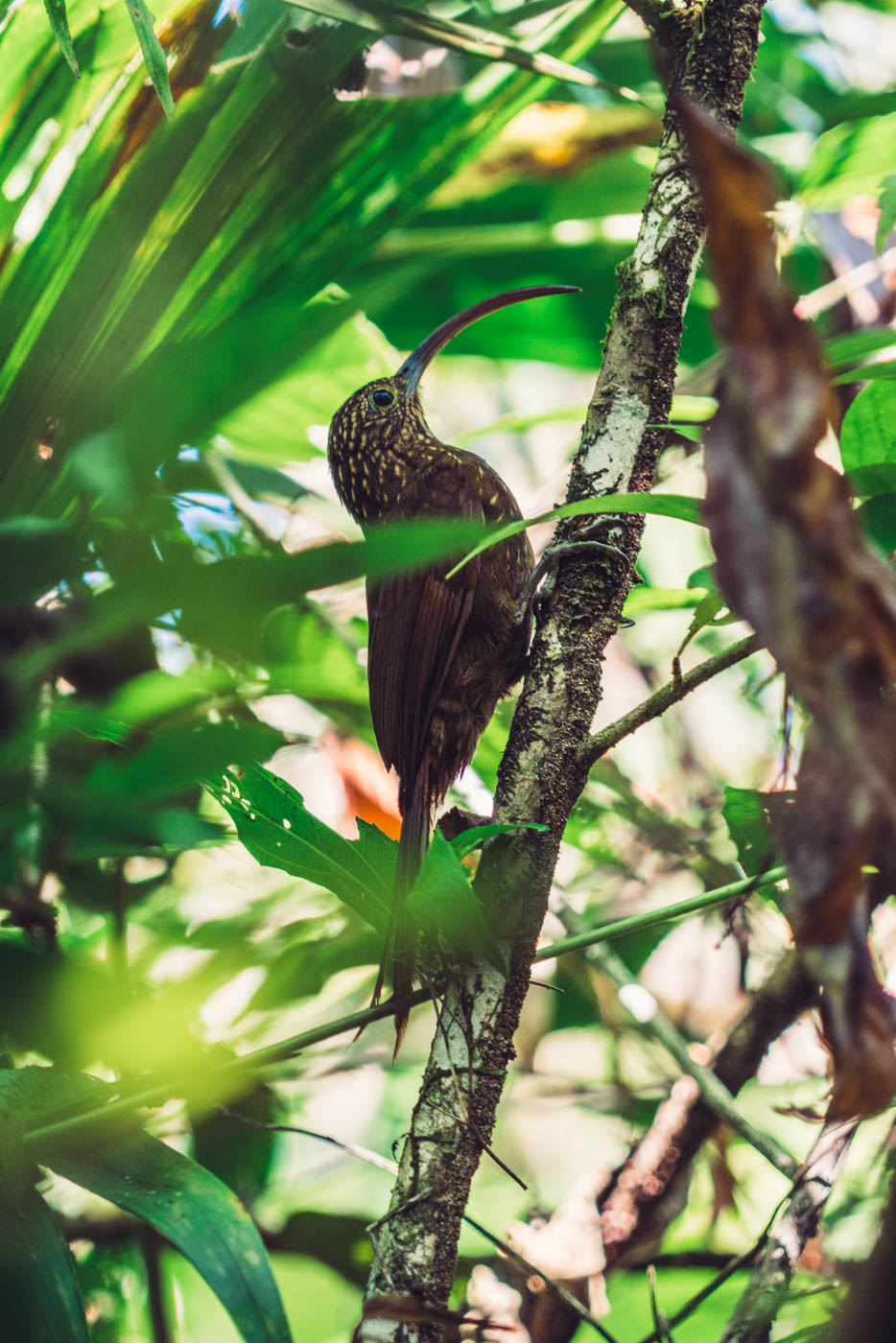 Puerto Jimenez Costa Rica: bird