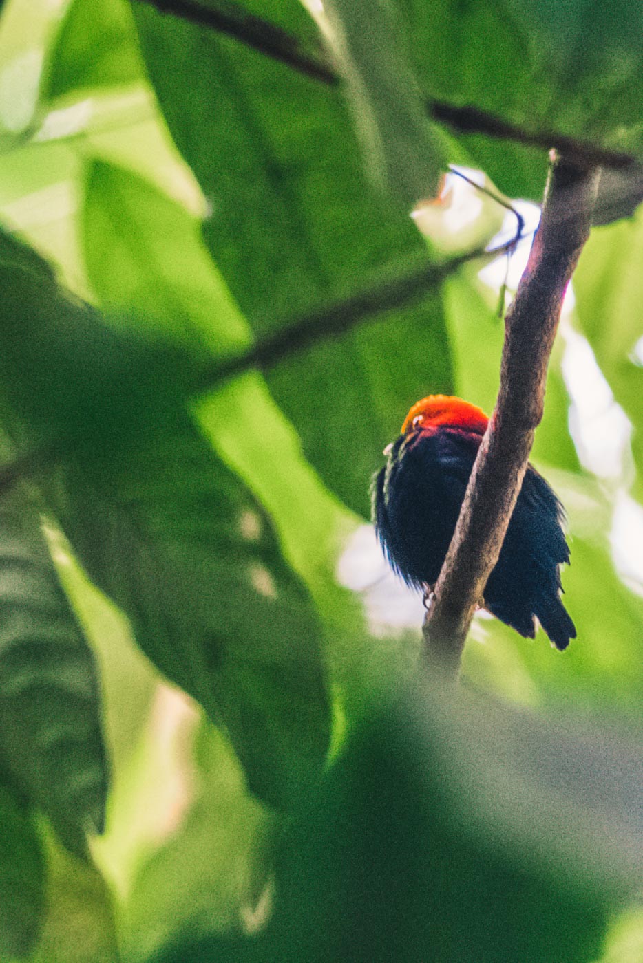 Puerto Jimenez Costa Rica: bird