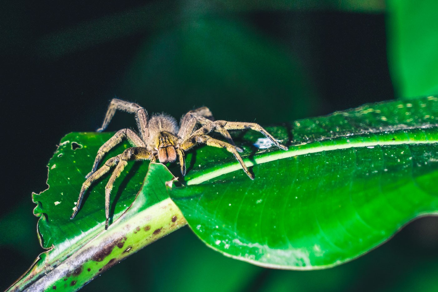 Puerto Jimenez Costa Rica: spider