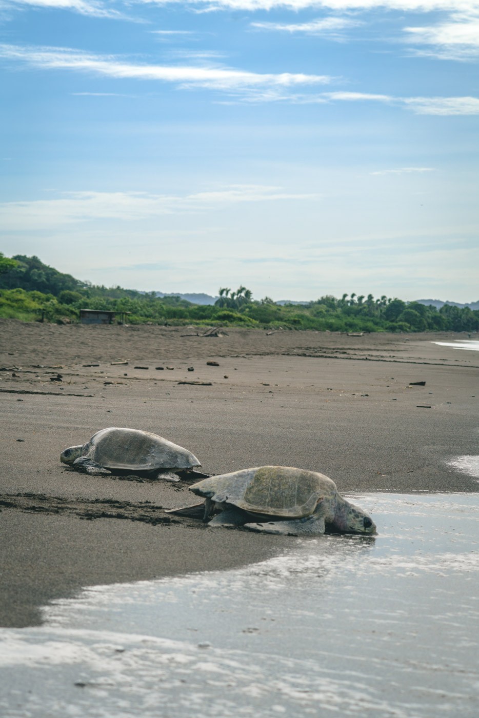 Guide to Volunteering in Costa Rica