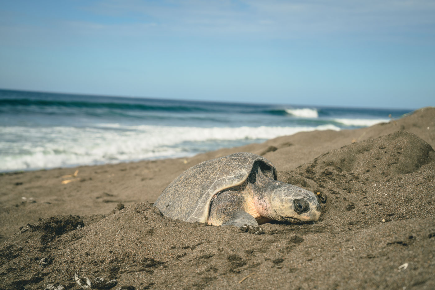 Samara Costa Rica Turtle on Playa Ostinal