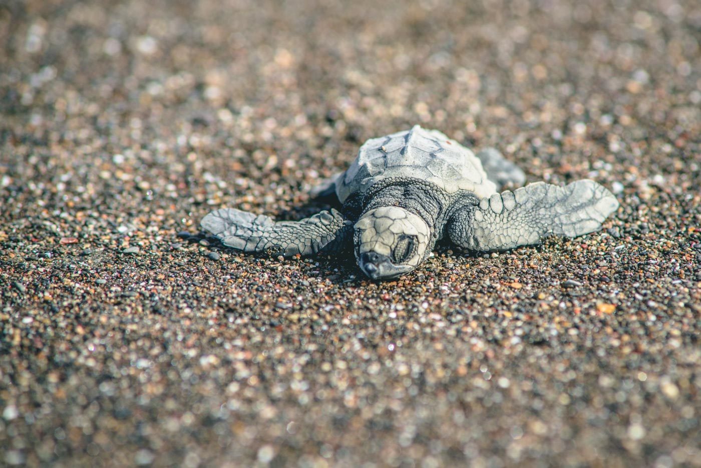 Baby turtle on a beach in Costa Rica