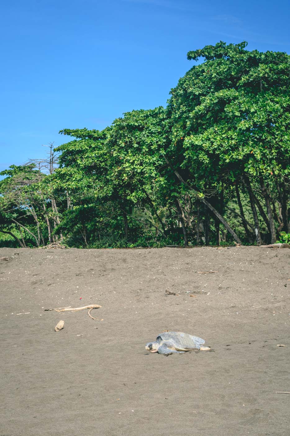 Turles on the beach in Ostional, Costa Rica