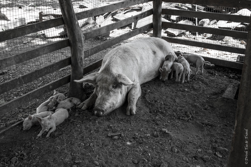 Mama pig with her babies inside the barn