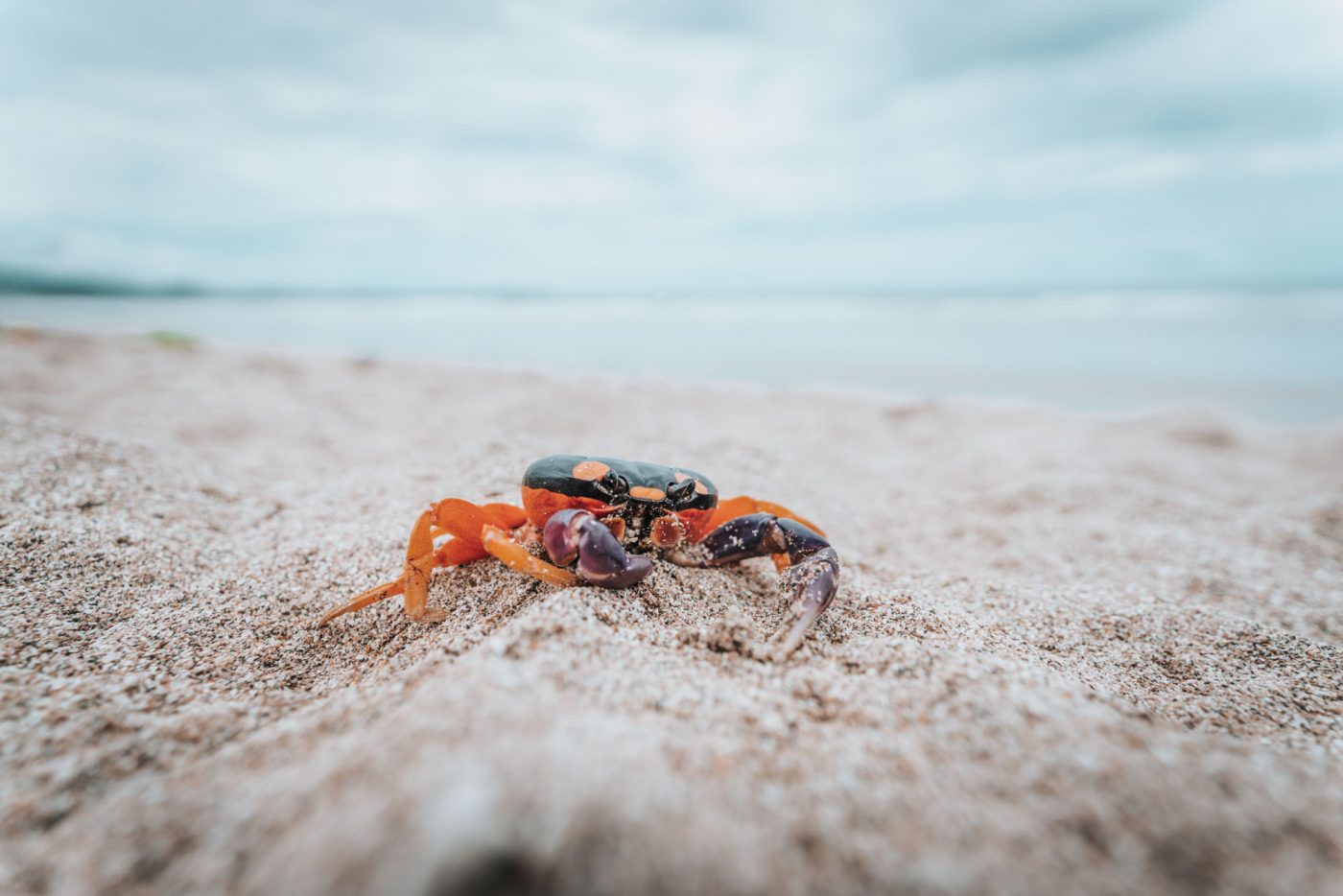Crab on a white sandy beach in Guanacaste, Costa Rica