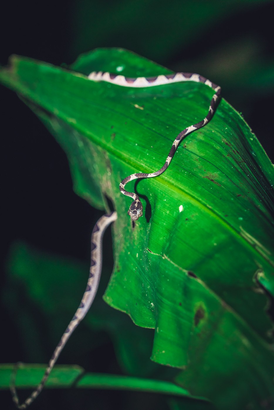 Puerto Jimenez Costa Rica: snakes