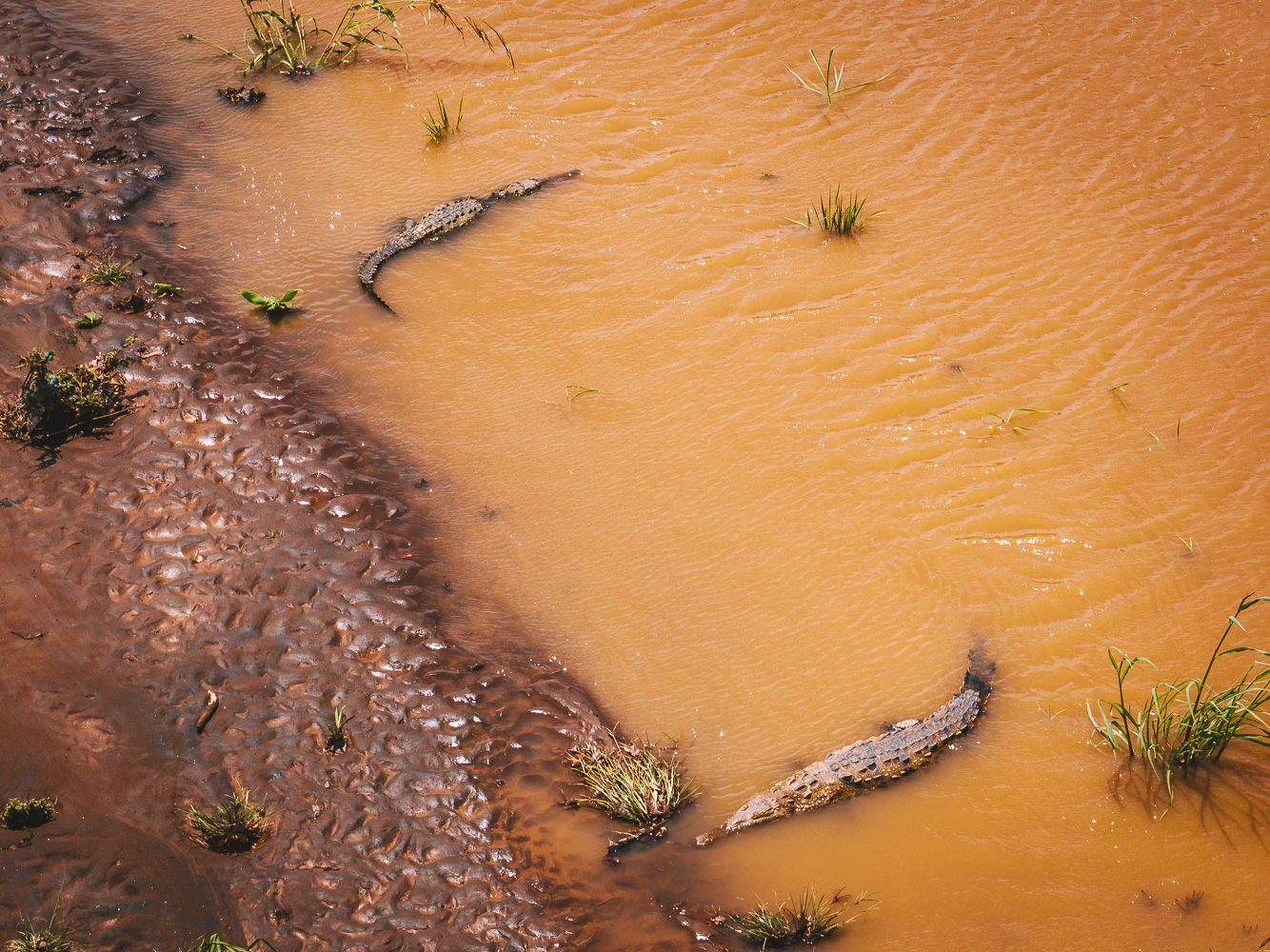 Crocs in Tarcoles River