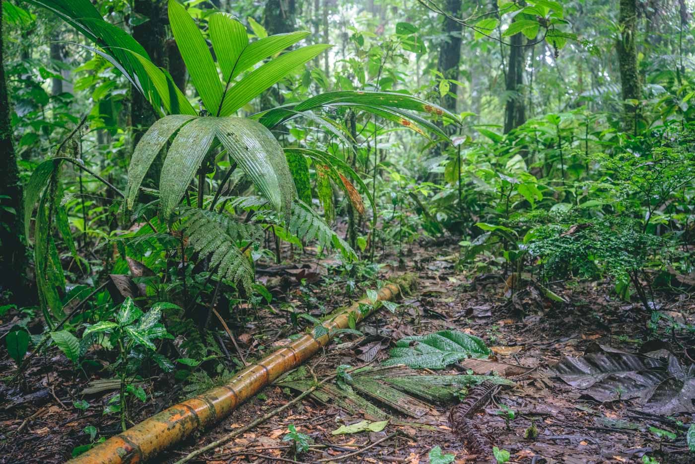 Arenal Costa Rica: Tenorio National Park