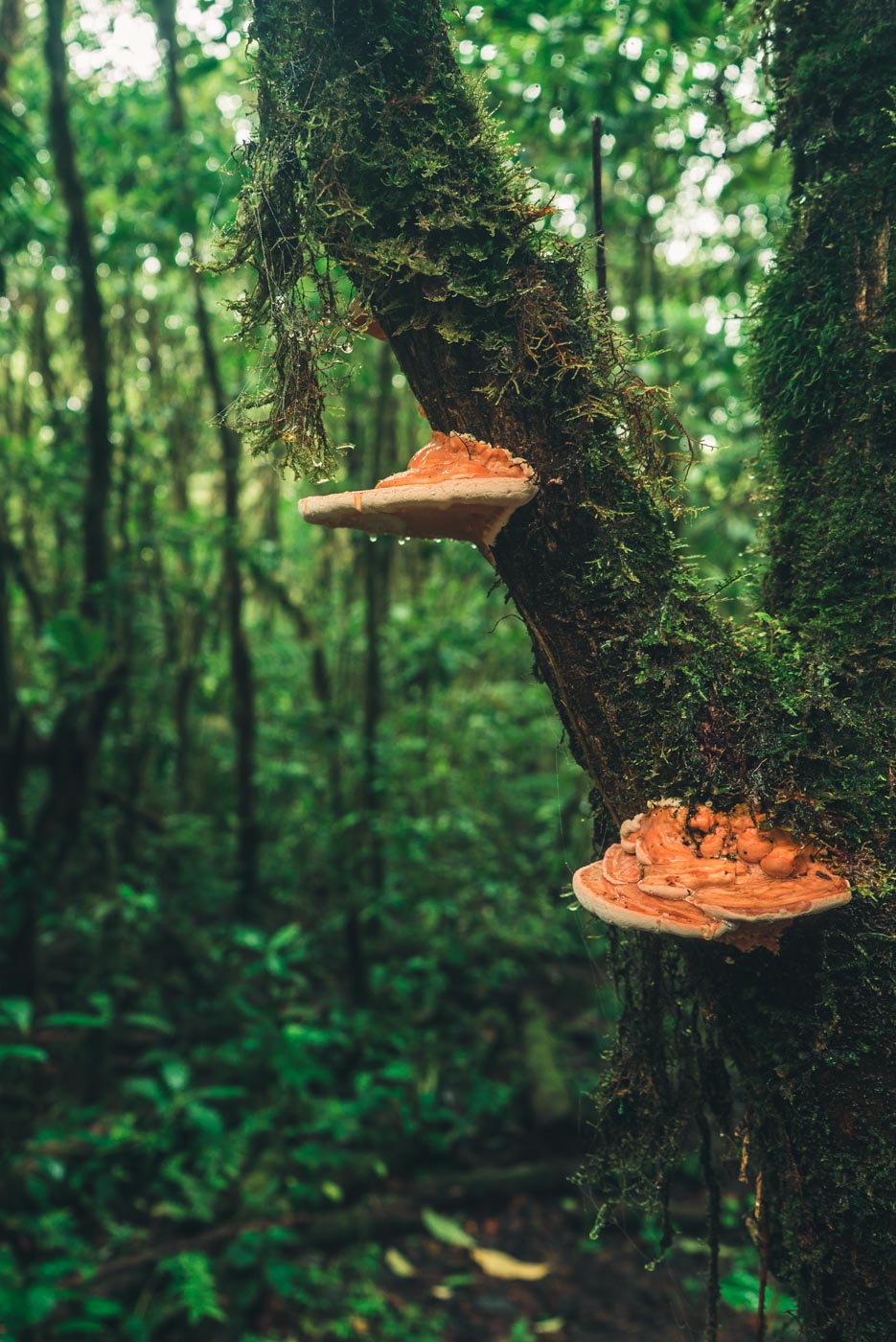 Tenorio National Park