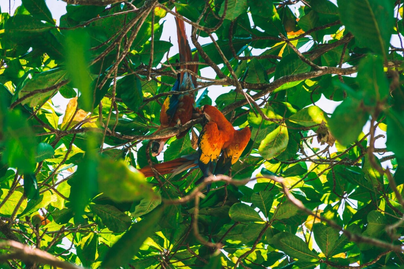 Costa Rica Uvita Costa Ballena scarlet macaw bird 00776