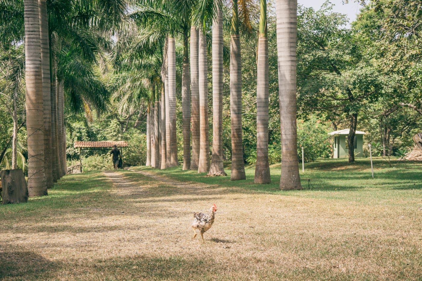 Backyard..aka reception venue. Nothing but a few palm trees and some chickens...