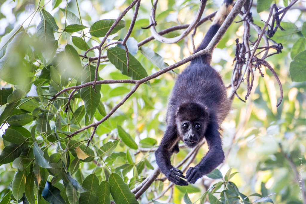 Costa Rican Animals: Mantled Howler Monkey