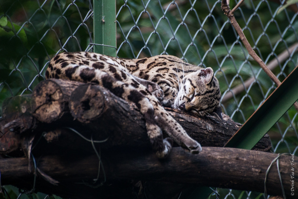 Costa Rica Animals: Ocelot