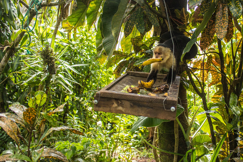 Costa Rica Animals: White Headed Capuchin Monkey,