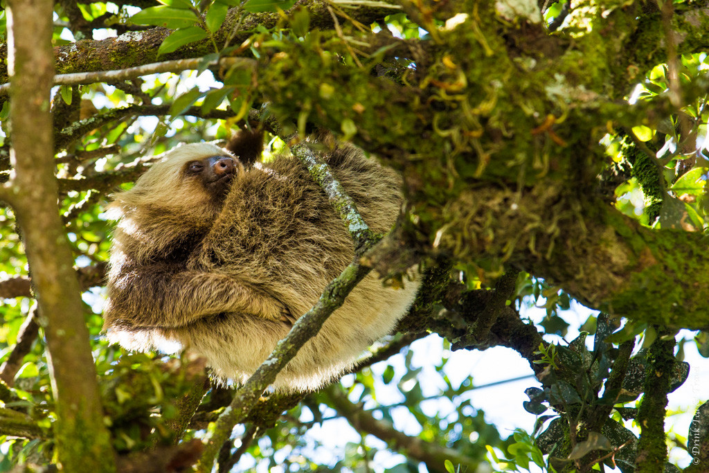 Costa Rica Animals: Two-toed sloth