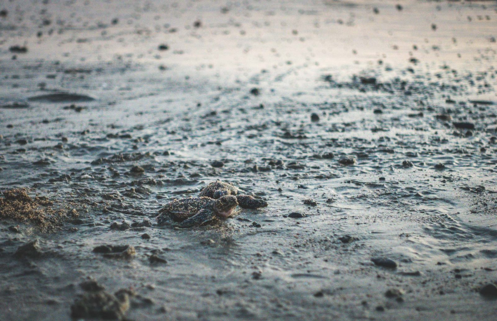 Baby turtles making their way to the ocean