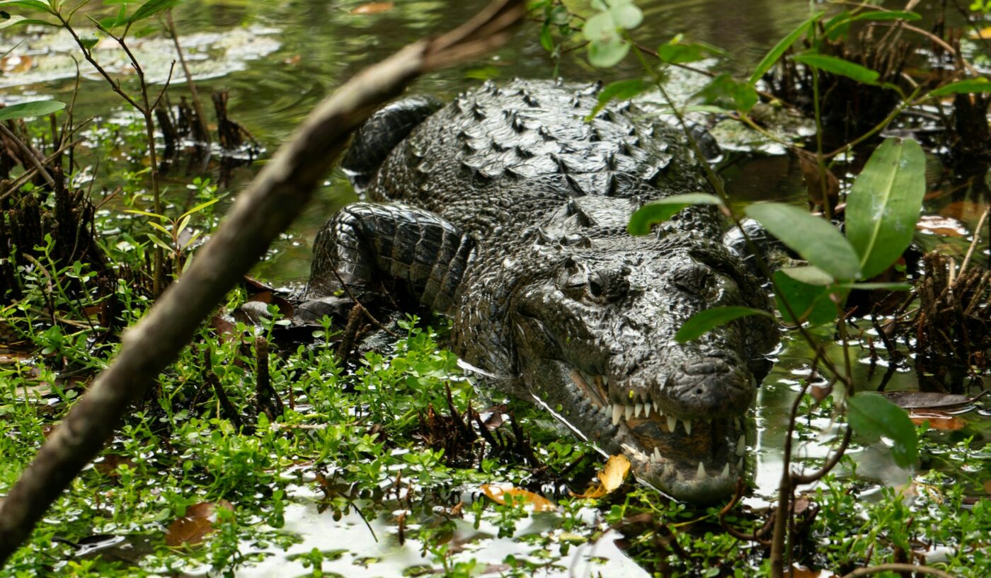 Crocodile spotted in Río Lagartos, Progreso Mexico