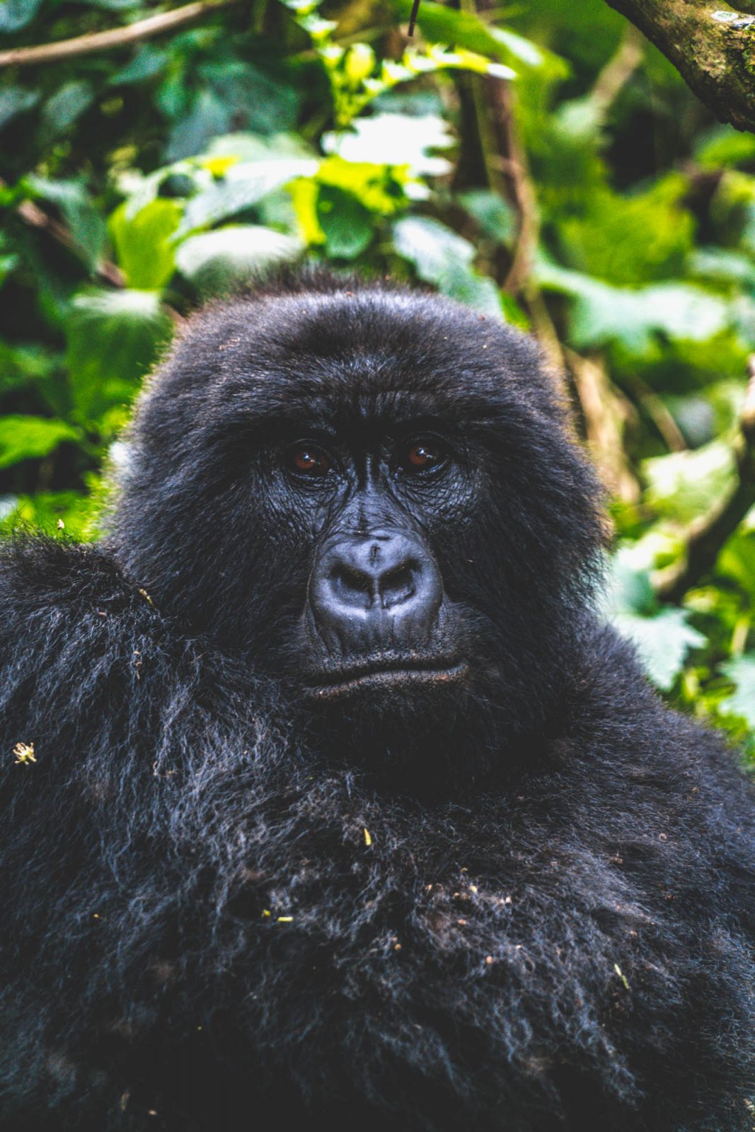 Gorilla Trekking in Congo