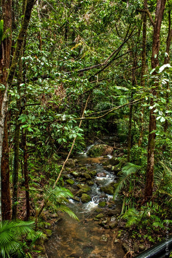 Deep in the rainforest inside the Daintree National Park