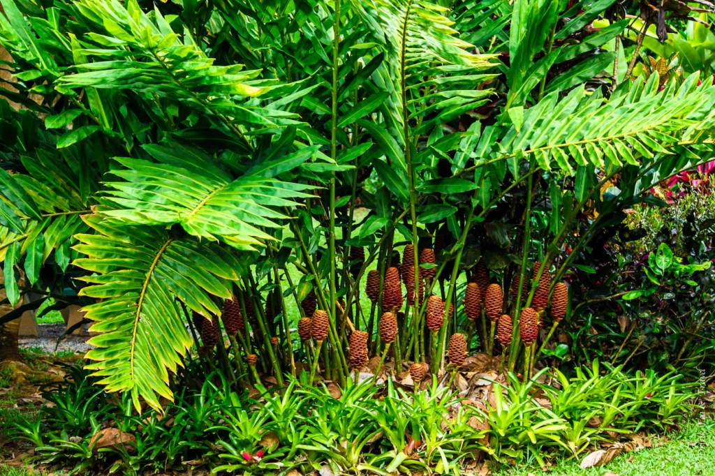 King ferns in Daintree National Park, Queensland