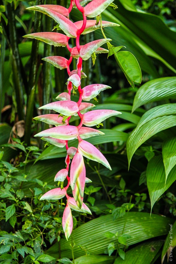 Pink birds of paradise in Dantree National Park, Queensland