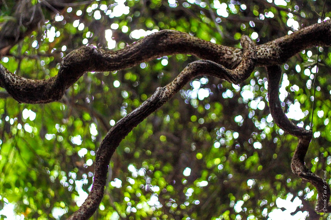 Daintree National Park, Queensland