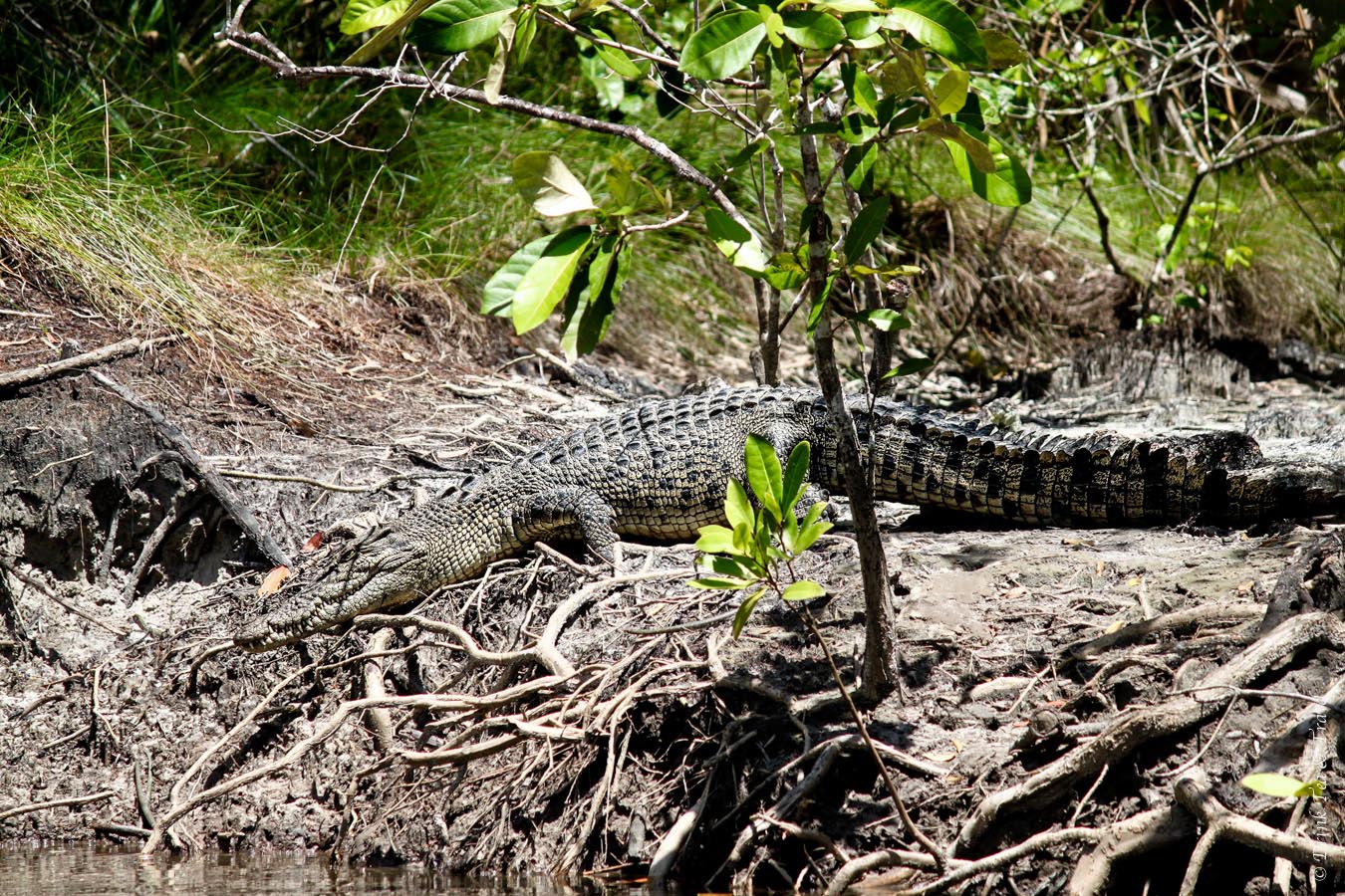 Salt water crocodile resting on the banks of the Daintree River
