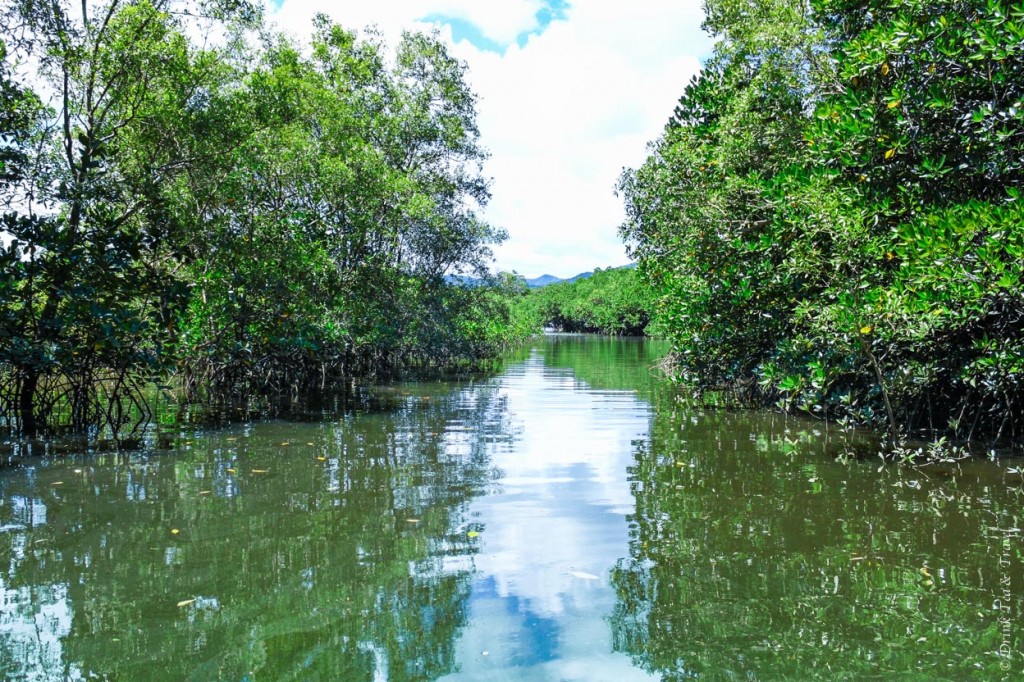 Daintree River from the Daintree River Cruise