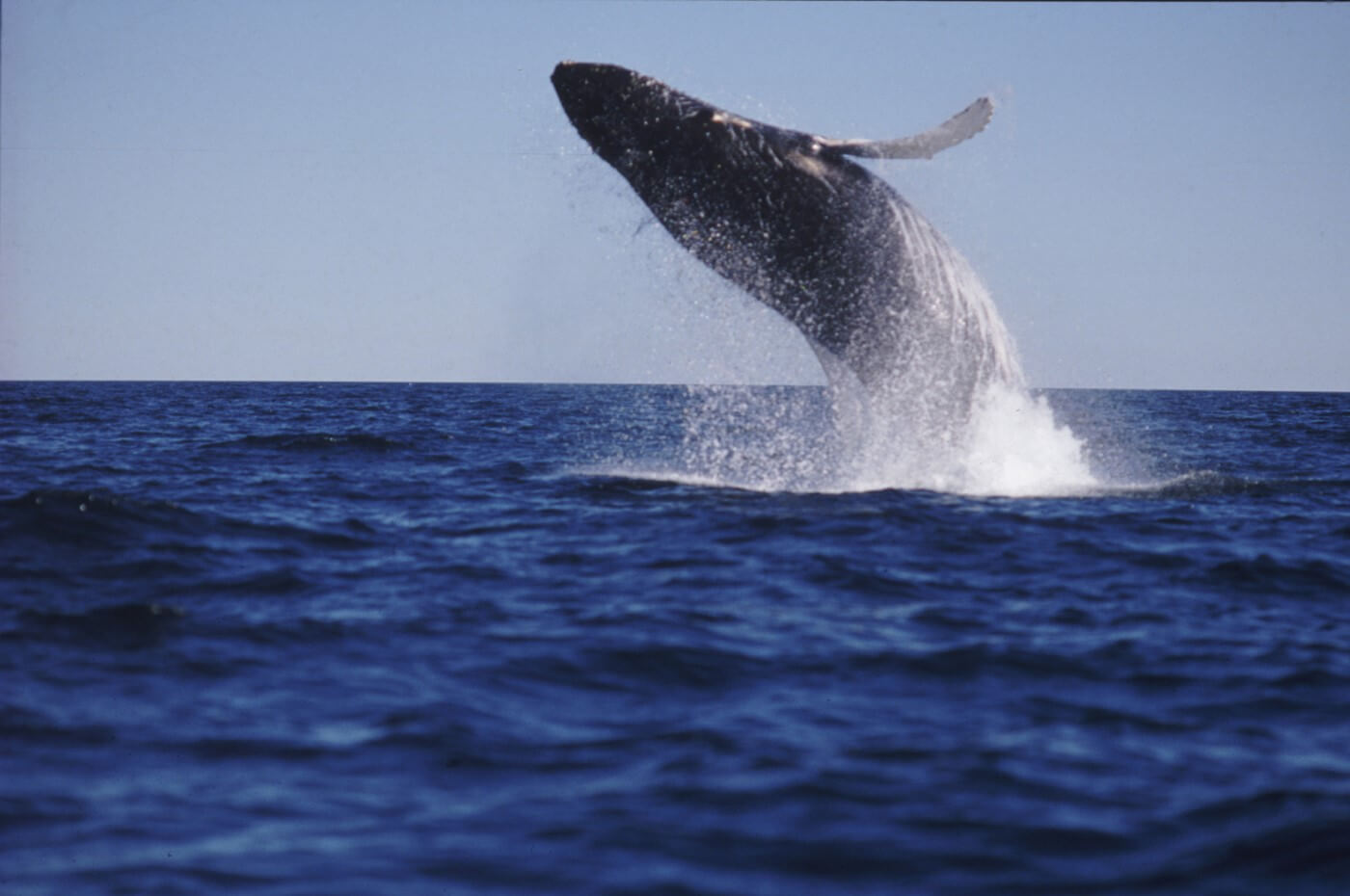 Digby Neck Whale