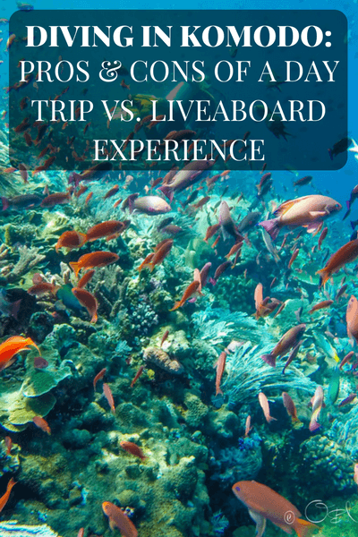 While we really loved our experience diving in Komodo on a day boat and on a liveaboard, we found a few pros and cons for choosing one option over the other