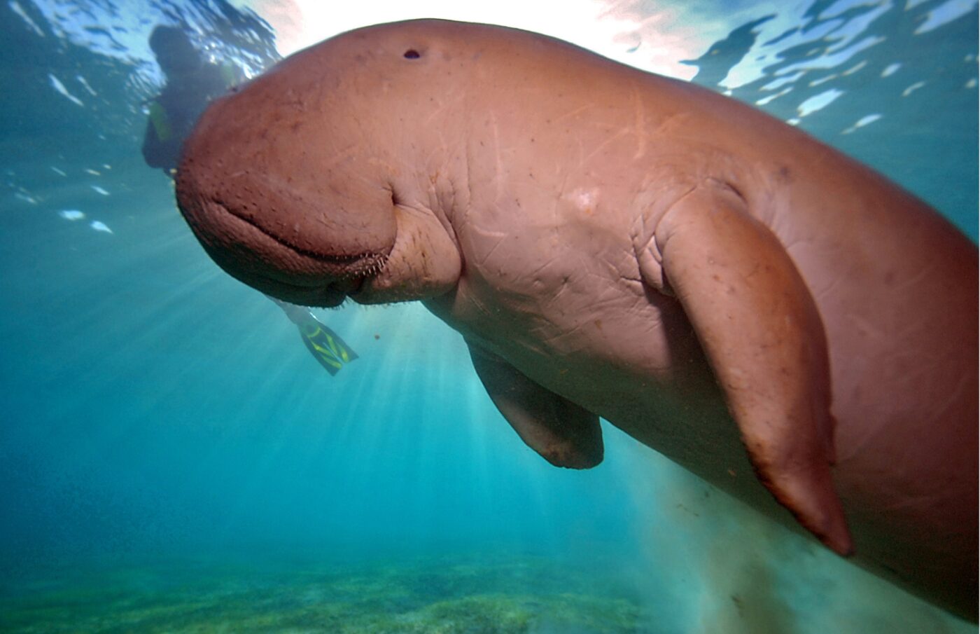 dugong in red sea, best scuba diving in the world