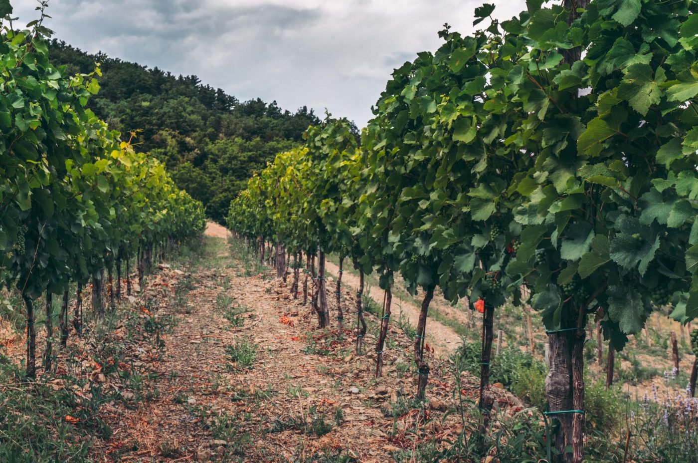 Vipava Valley