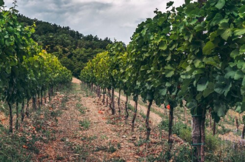 Things To Do in Vipava Valley, Slovenia | 2024 Guide