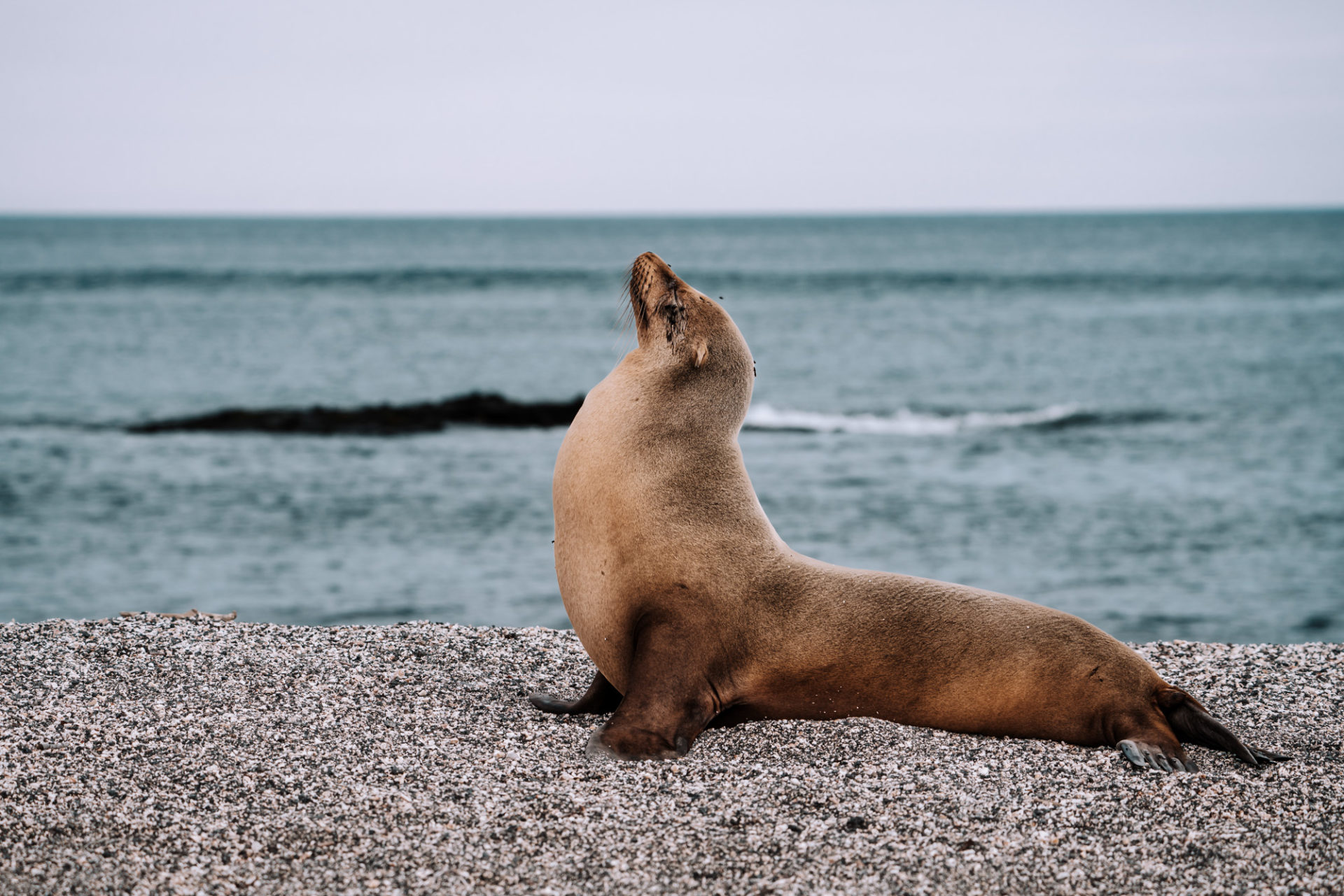 Ecuador Galapagos Fernandina Island sea lion 09097